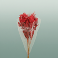 Dried Umbr. Plant Red