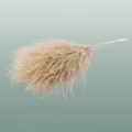 Dried Silvergrass Xl Natural