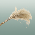 Dried Silver Grass Naturel