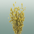 Dried Phalaris Frosted Yellow