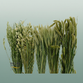 Dried Wheat Mix