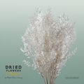 Dried Bleached Ruscus
