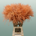 Dried Stipa Feather Salmon