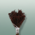 Dried Brooms D. Brown