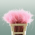 Dried Stypha Penata Light Pink
