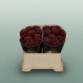 Wax Wax Chrysanthemum Flaming Burgundy
