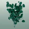 Dried Bleached Eucalyptusopulus Green