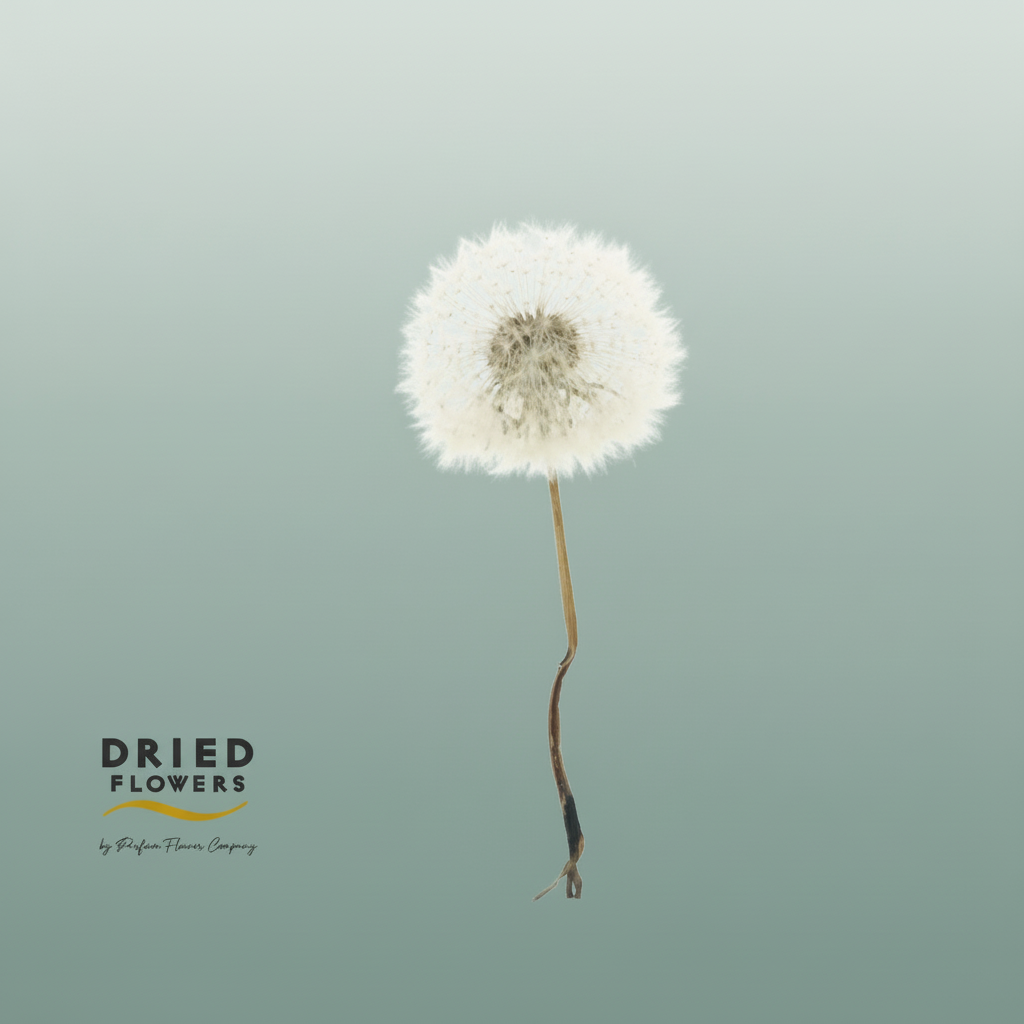 Dried Bleached Dandelion Regular Orange