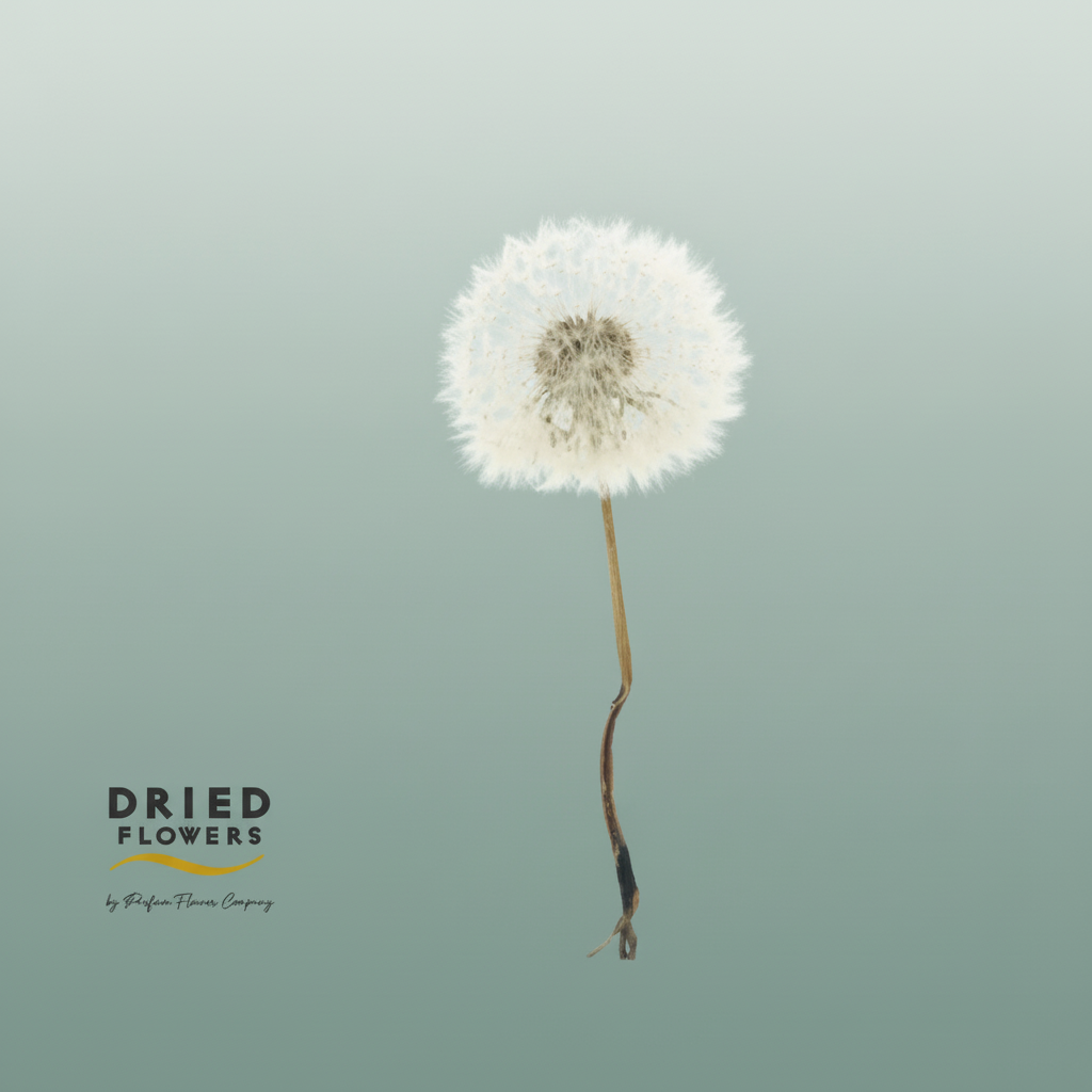 Dried Bleached Dandelion Regular Princess