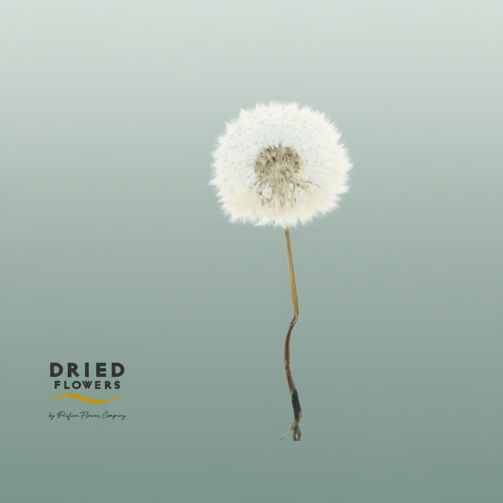 Dried Bleached Dandelion Regular Red