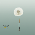 Dried Bleached Dandelion Regular Vintage