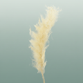 Pres Asparagus Bleached