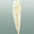 Pres Ruscus Gigante Bleached