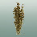 Dried Phalaris Gold Slv