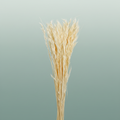 Pres Avena Sativa Bleached