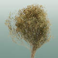 Dried Brooms Natural