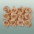 Rose Preserved Mini Apricot