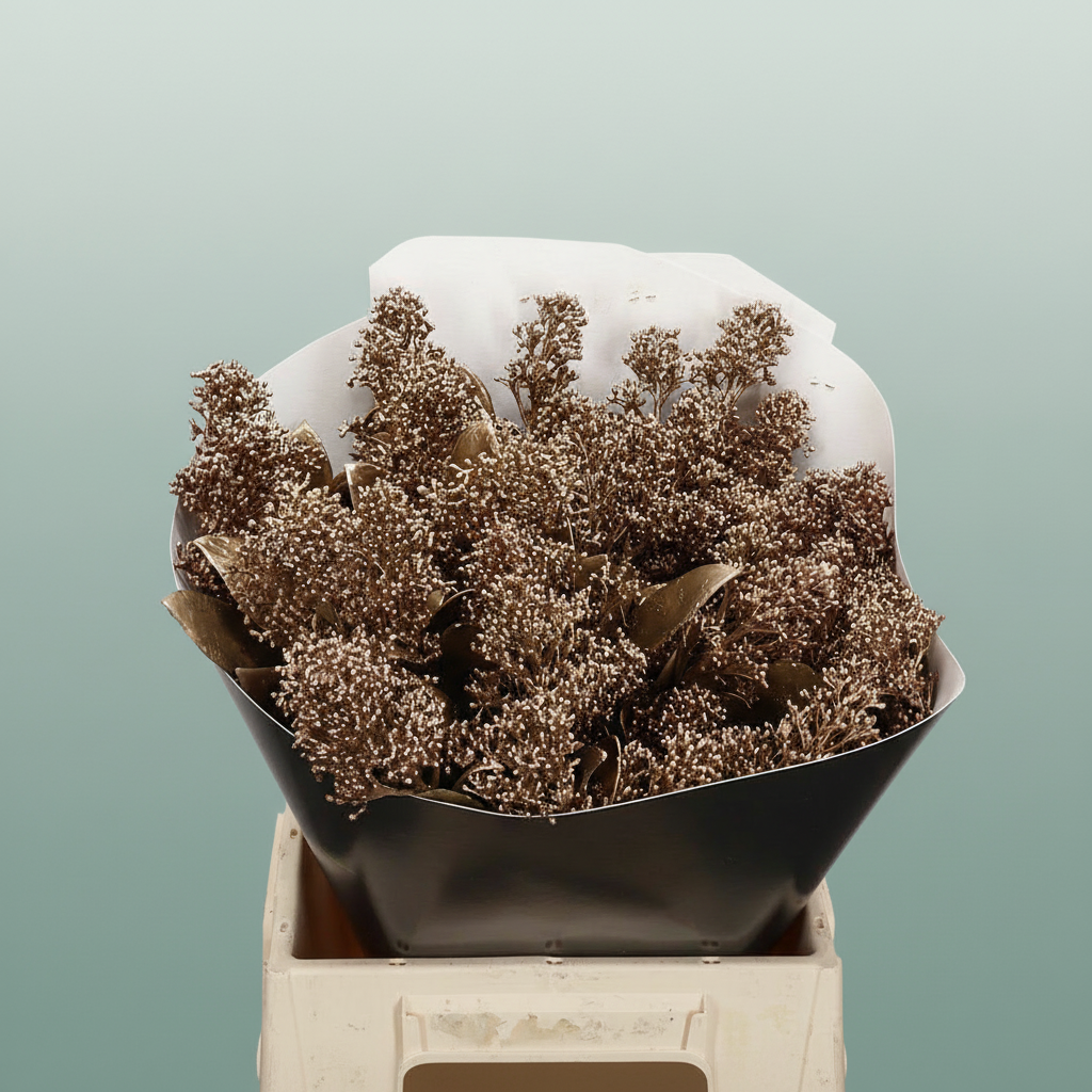 Wax Skimmia