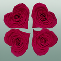 Ro Pres Hearts Fuchsia
