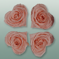 Rose Preserved Hearts Soft Pink
