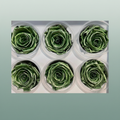Rose Preserved Metallic Green