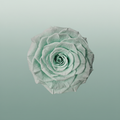 Rose Preserved Xl Green Mint