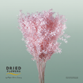 Dried Bleached Ruscus Light Pink