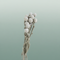 Dried Brunia Silver