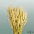 Dried Triticale Natural