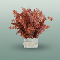 Pres Eucalyptus Stuartiana Orange