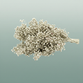 Schinus M Pt Platinum