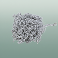 Schinus M Pt Silver