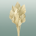 Dried Palm Spear Naturel