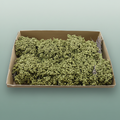 Schinus M Pt Olijf Groen