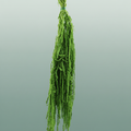 Pres Amaranthus Caud L Green