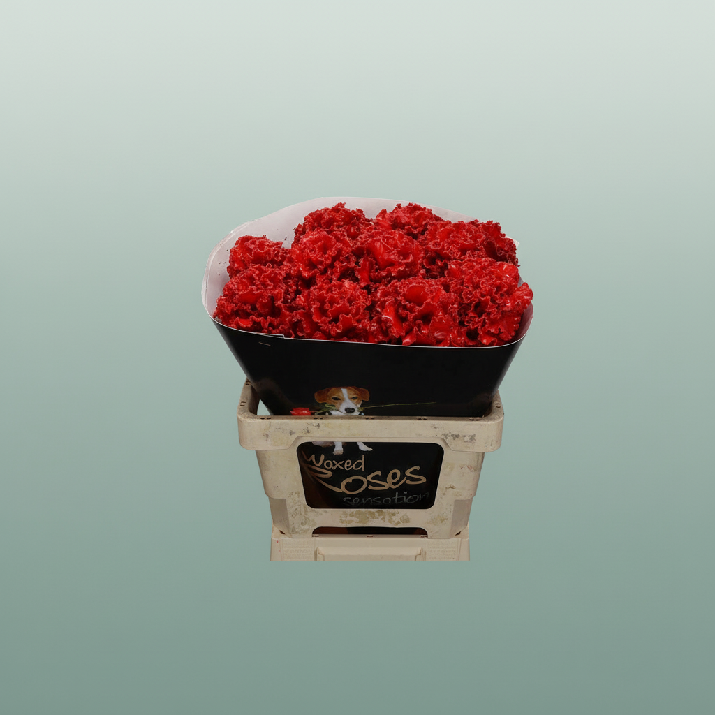 Wax Brassica