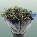 Bouquet Mono Eustoma