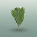 Cocos Palm