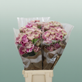 Carnation Standard Antigua