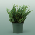 Conifeer Zak Juniperus Meyeri
