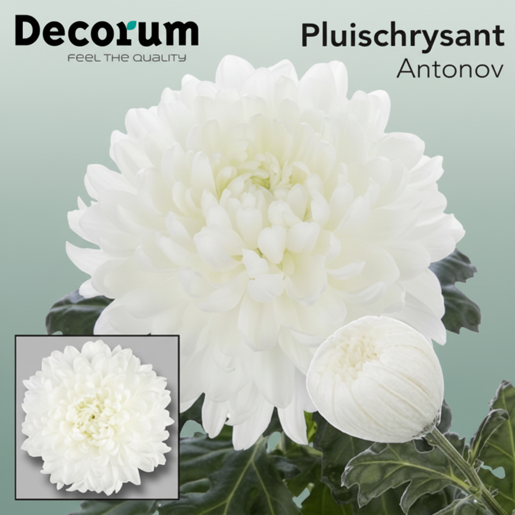 Chrysanthemum - Chrysanthemum - Dekantonov