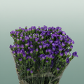 Carnation Spray Florigene Moonberry