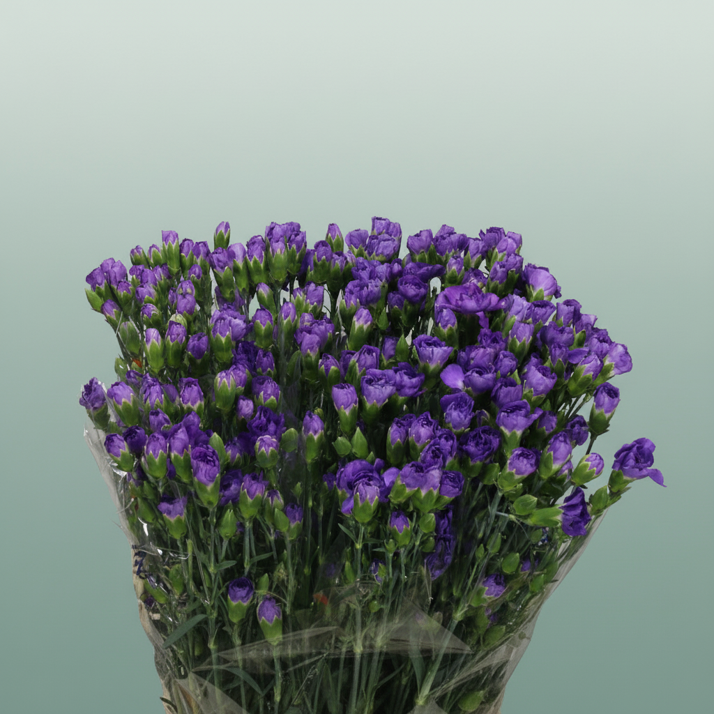 Carnation Spray Florigene Moonberry