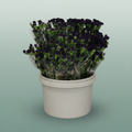 Carnation Spray Florigene Moonvelvet