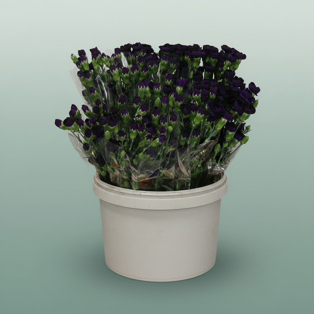 Carnation Spray Florigene Moonvelvet
