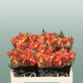 Rose - Silantoi