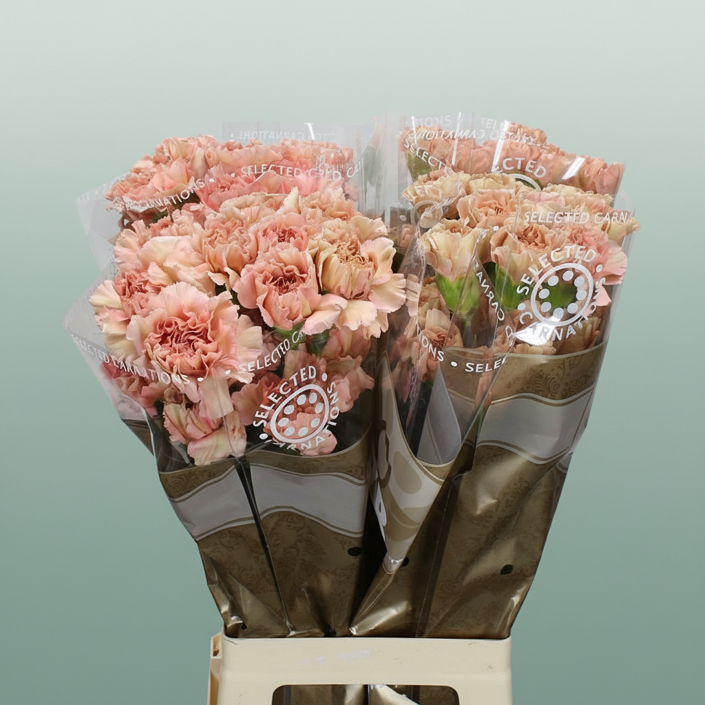 Carnation Standard Caramel