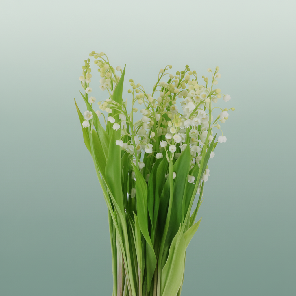Dark Red Convallaria Bulb Flower Stems – 20cm