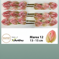 Anthurium Marea