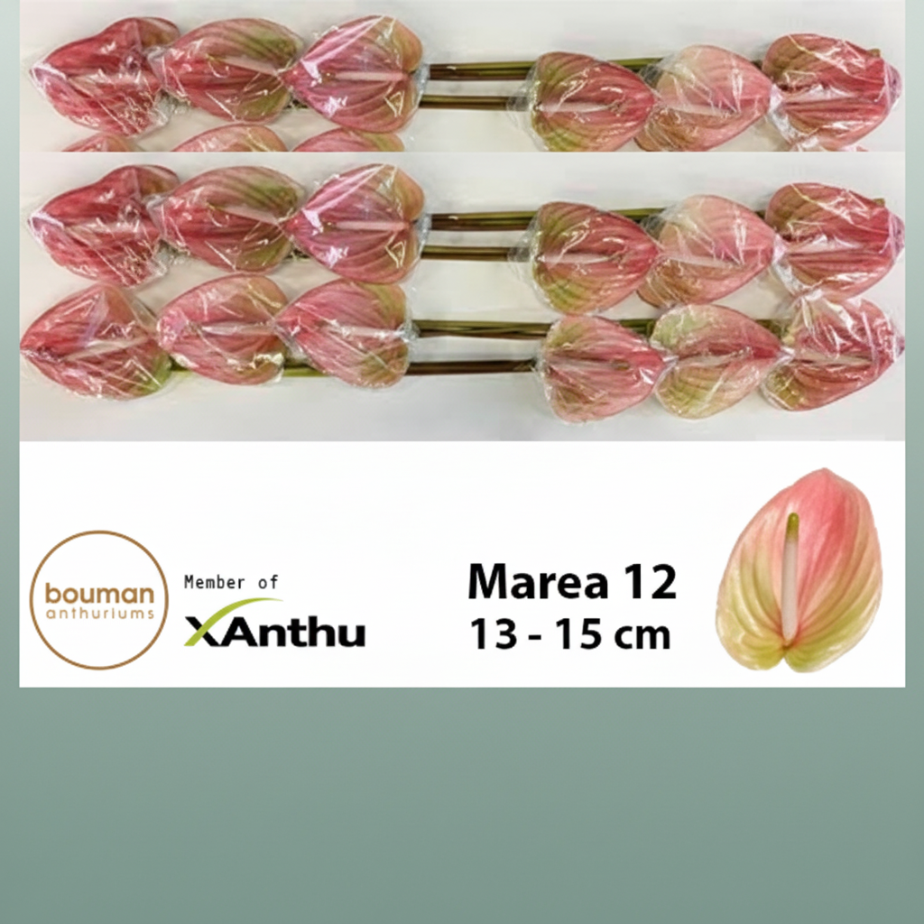 Anthurium Marea